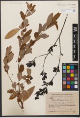 Foto von Salix wilsonii Seemen